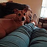 dog, couch, legs, socks, person, television, living_room, indoor, relaxing, casual, furniture, pet, brown_dog, home, cozy, watching_tv, pants, curious, resting, comfort