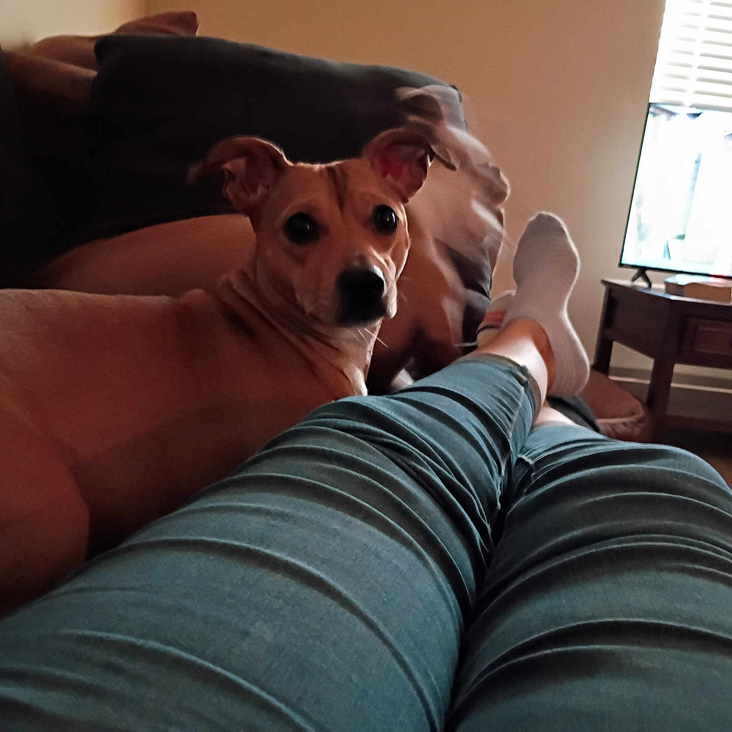Niah joined the competition — help win amazing prizes! dog, couch, legs, socks, person, television, living_room, indoor, relaxing, casual, furniture, pet, brown_dog, home, cozy, watching_tv, pants, curious, resting, comfort