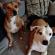 Noah is registered to the contest to win money with this photo: animal, attention, brown_coat, comfort, companion, couch, cushion, dog, domestic, ears, eyes, face, fur, indoor, lying_down, nose, pet, relaxed, sitting, white_coat