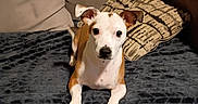 Noah is registered to the contest to win money with this photo: animal, blanket, brown, companion, couch, cozy, cute, dog, domestic_animal, ears, fur, home, indoor, looking, lying_down, pet, pillow, relaxed, snout, white