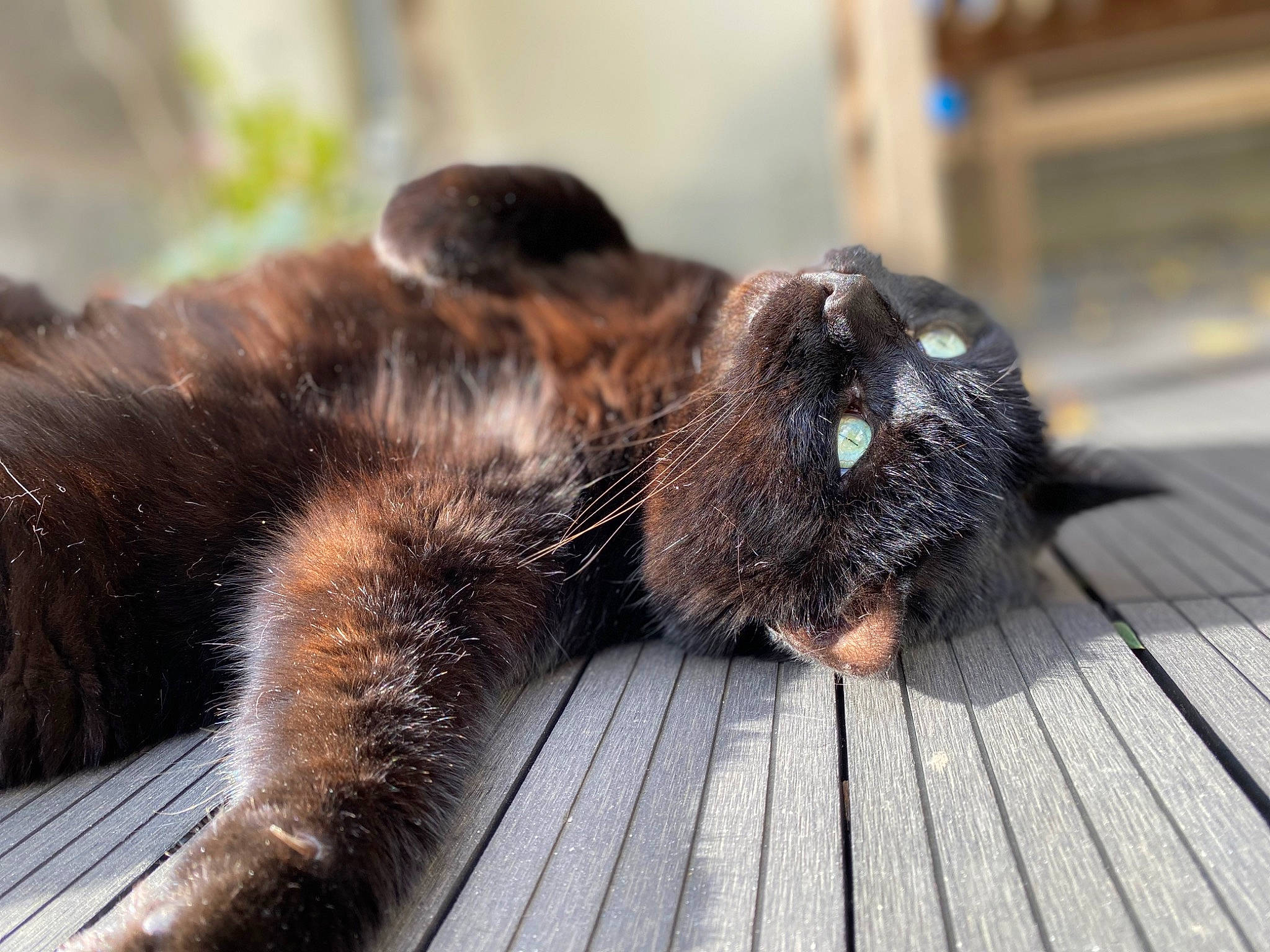 Gaspard participe au concours pour gagner de l'argent avec cette photo : american_mink, canidae, carnivore, cat, claw, dog_breed, domestic_short_haired_cat, felidae, fur, liver, mammal, mustelidae, paw, small_to_medium_sized_cats, snout, sporting_group, tail, terrestrial_animal, whiskers, wood