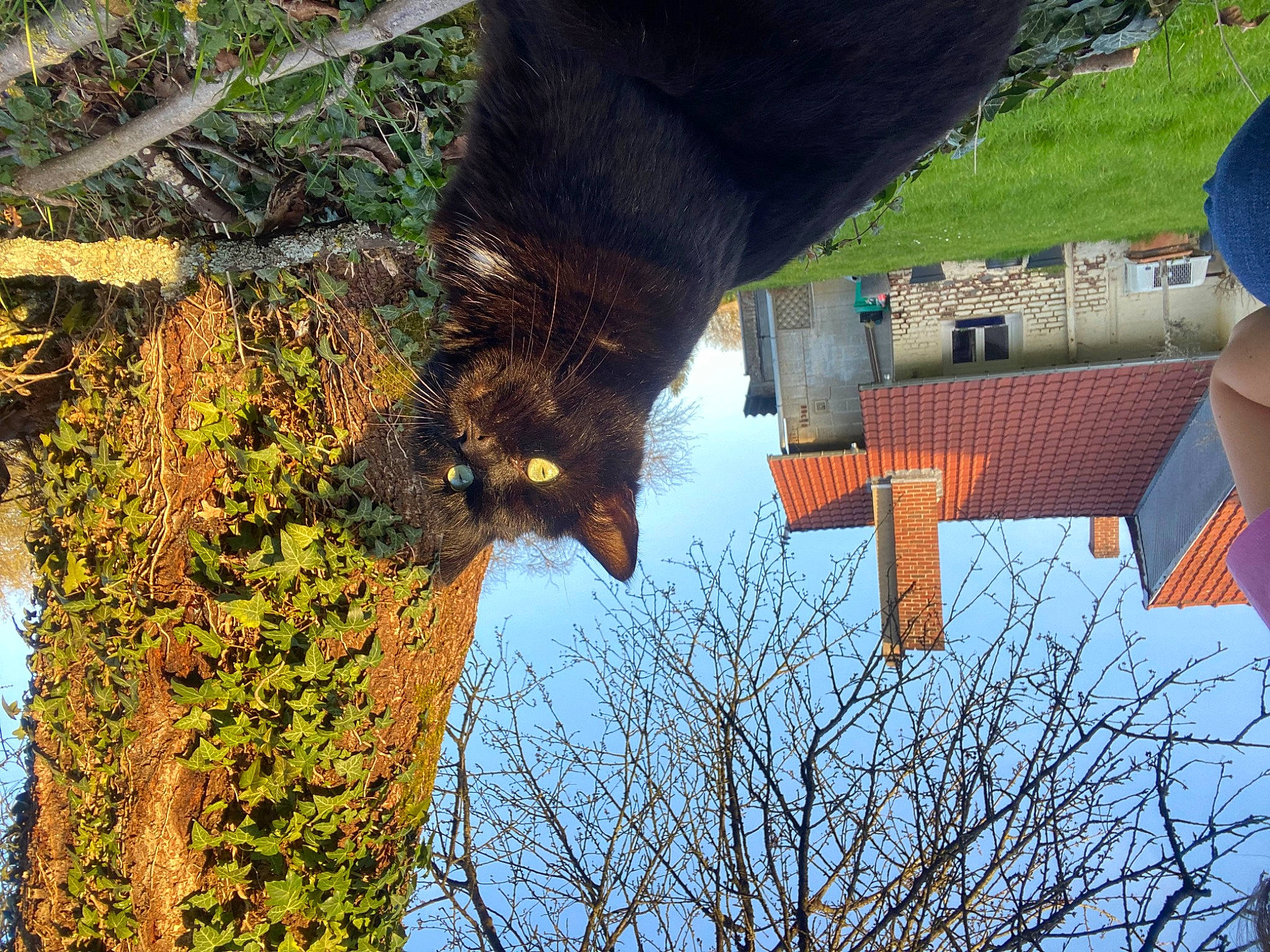 Gaspard a rejoint le concours — aidez-le/la à gagner de superbes lots ! biome, branch, grass, line, natural_landscape, organism, plant, reflection, sky, terrestrial_animal, tints_and_shades, travel, tree, trunk, twig, winter, wood, woody_plant, working_animal, world