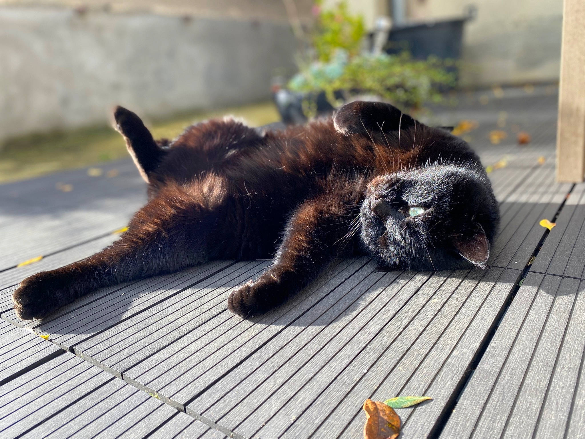Gaspard a rejoint le concours — aidez-le/la à gagner de superbes lots ! carnivore, cat, comfort, dog_breed, domestic_short_haired_cat, felidae, floor, flooring, fur, grass, hardwood, natural_material, plant, small_to_medium_sized_cats, snout, sporting_group, tail, terrestrial_animal, whiskers, wood