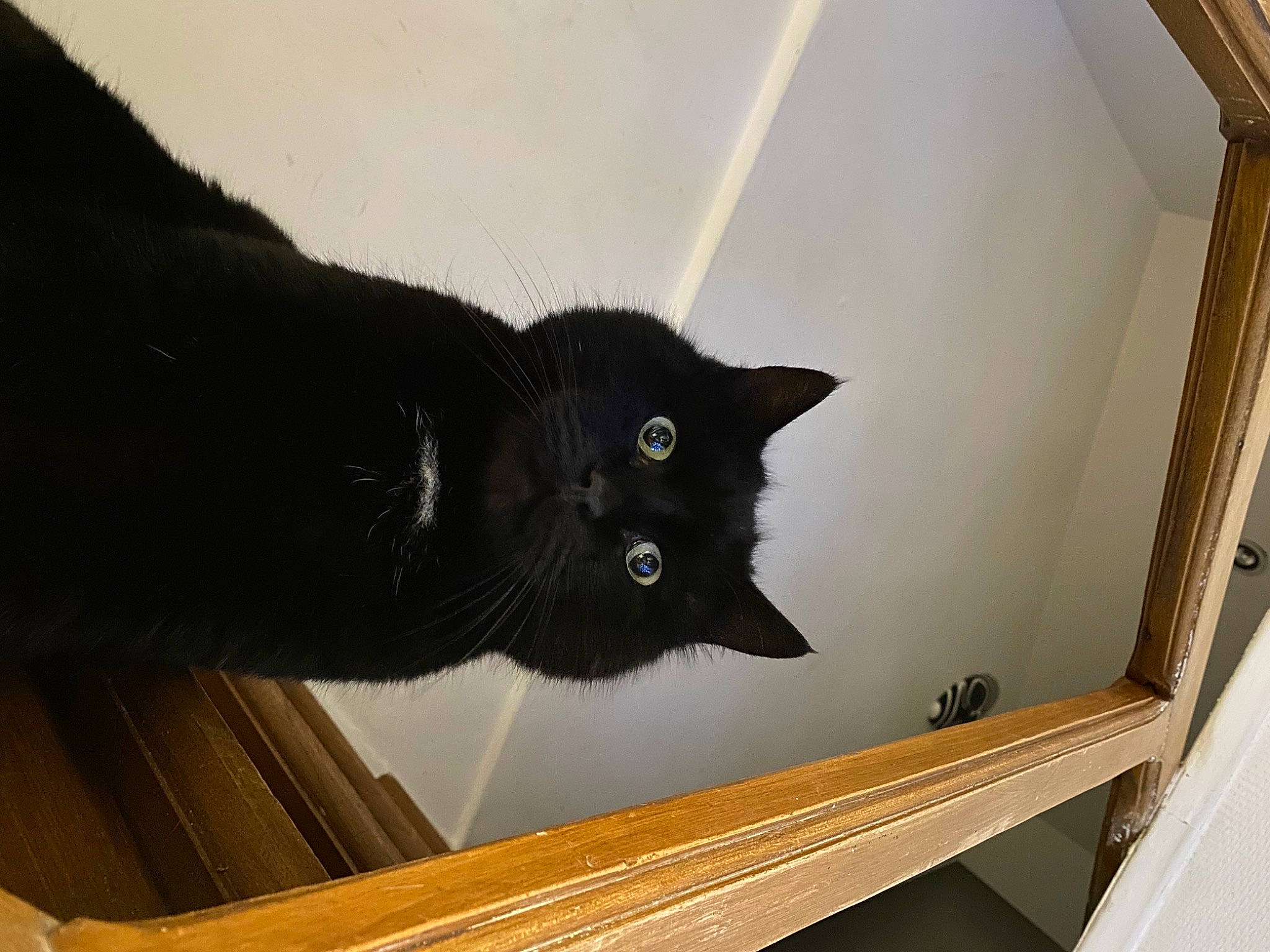 Gaspard a rejoint le concours — aidez-le/la à gagner de superbes lots ! black_cat, bombay, carnivore, cat, domestic_short_haired_cat, felidae, flooring, fur, grey, hardwood, line, plywood, small_to_medium_sized_cats, snout, stairs, tail, whiskers, window, wood, wood_stain