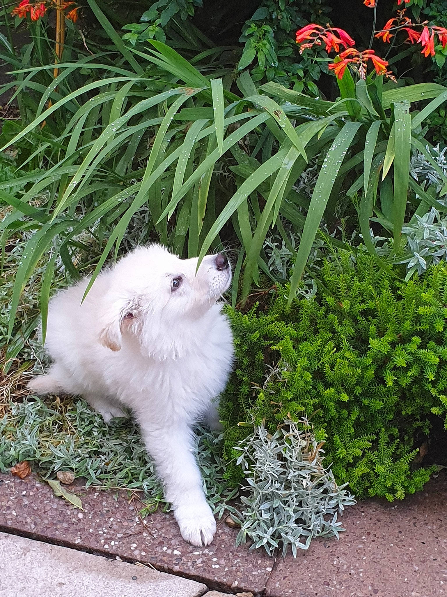 Eliza is registered to the contest to win money with this photo: american_eskimo_dog, canidae, carnivore, cat, dog, domestic_long_haired_cat, felidae, flower, fur, grass, japanese_spitz, mammal, plant, puppy, ragdoll, samoyed, small_to_medium_sized_cats, spring, tail, whiskers
