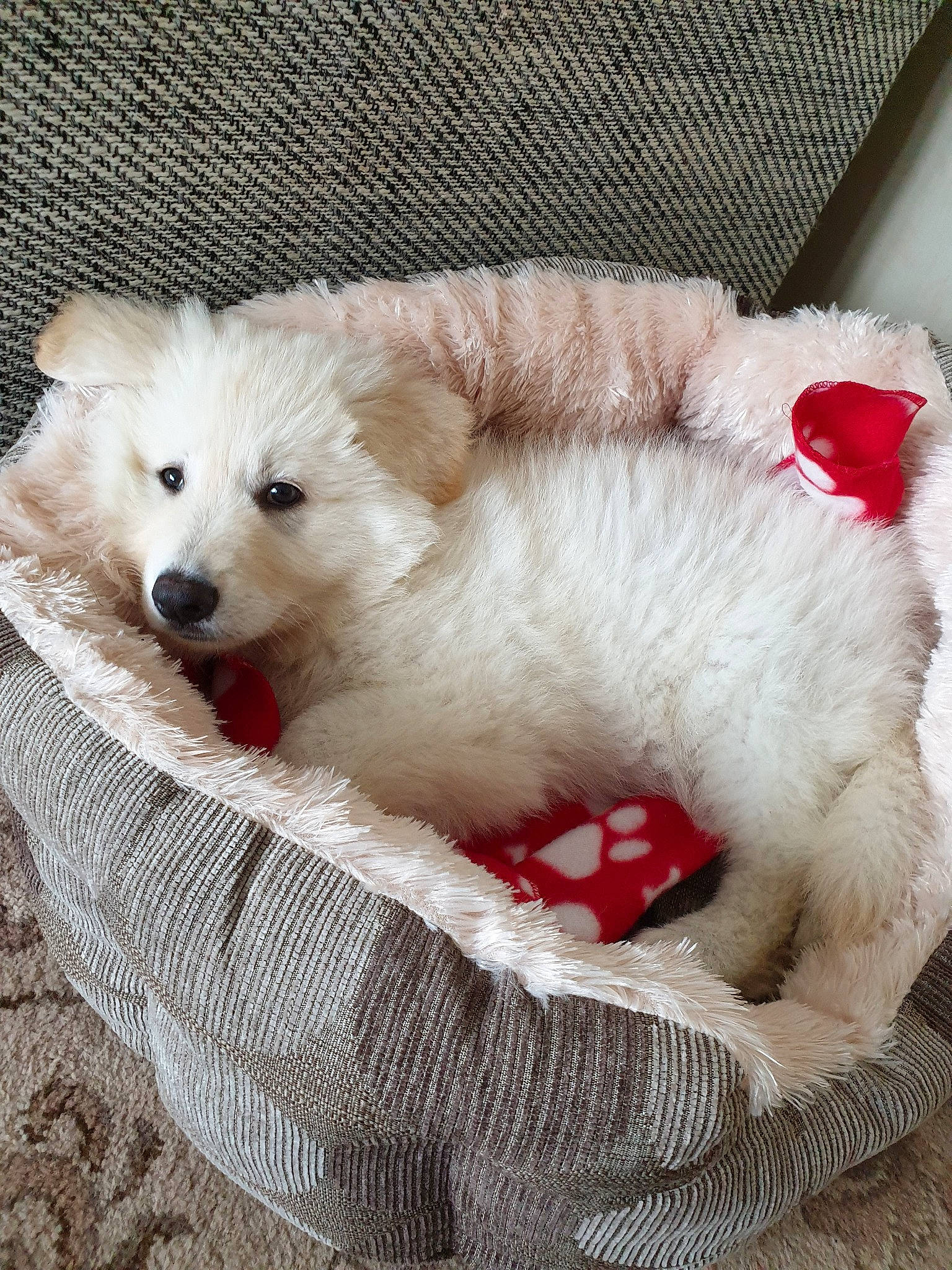 Eliza is registered to the contest to win money with this photo: american_eskimo_dog, berger_blanc_suisse, canidae, carnivore, companion_dog, dog, dog_breed, great_pyrenees, japanese_spitz, kintamani, mammal, pomeranian, pungsan_dog, puppy, rare_breed_dog, samoyed, slovak_cuvac, spitz, vertebrate, volpino_italiano