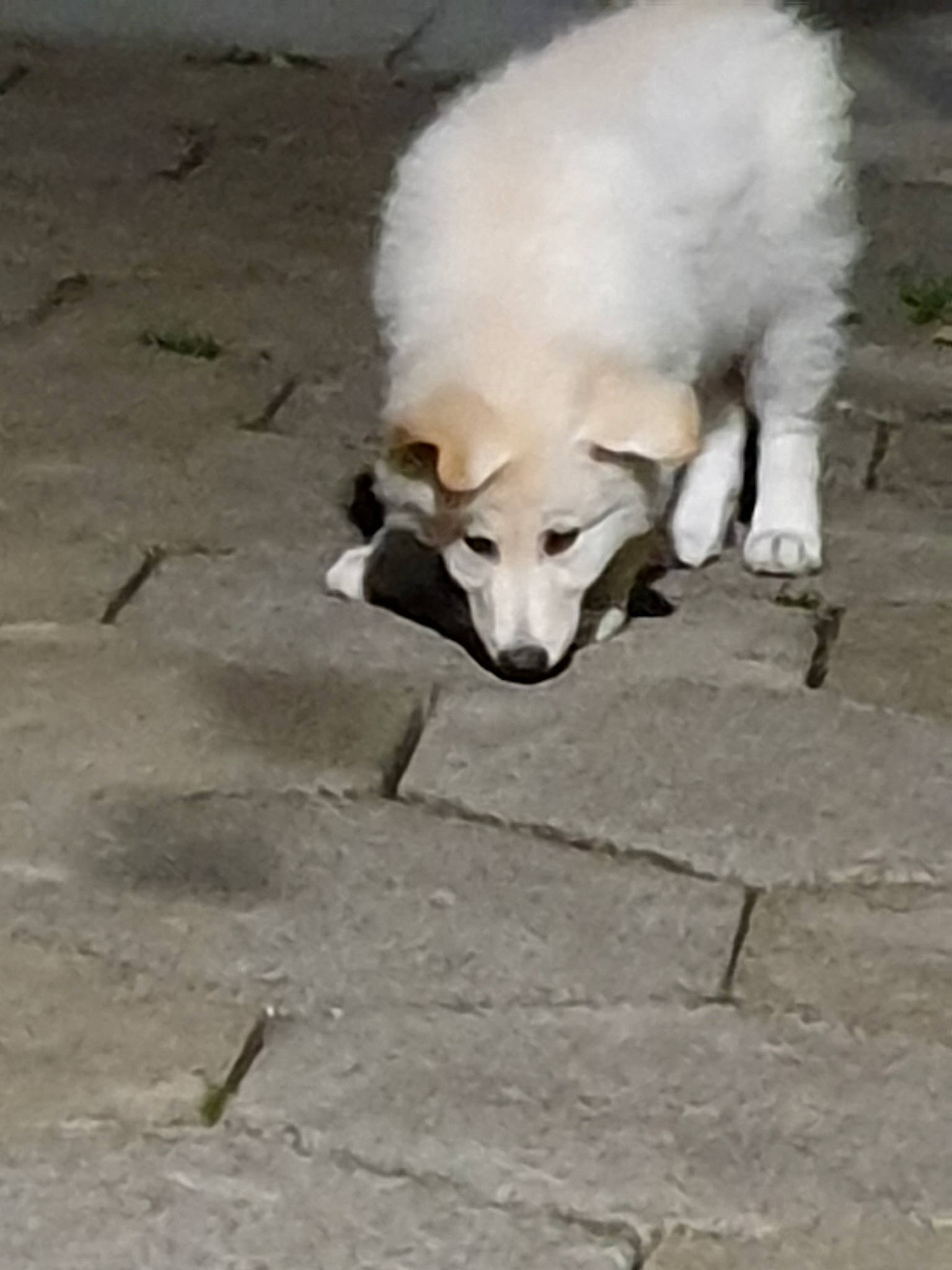 Eliza joined the competition — help win amazing prizes! berger_blanc_suisse, canidae, carnivore, companion_dog, dog, dog_breed, great_pyrenees, japanese_spitz, kintamani, mammal, small_greek_domestic_dog, snout, sporting_group, street_dog, vertebrate, white_shepherd