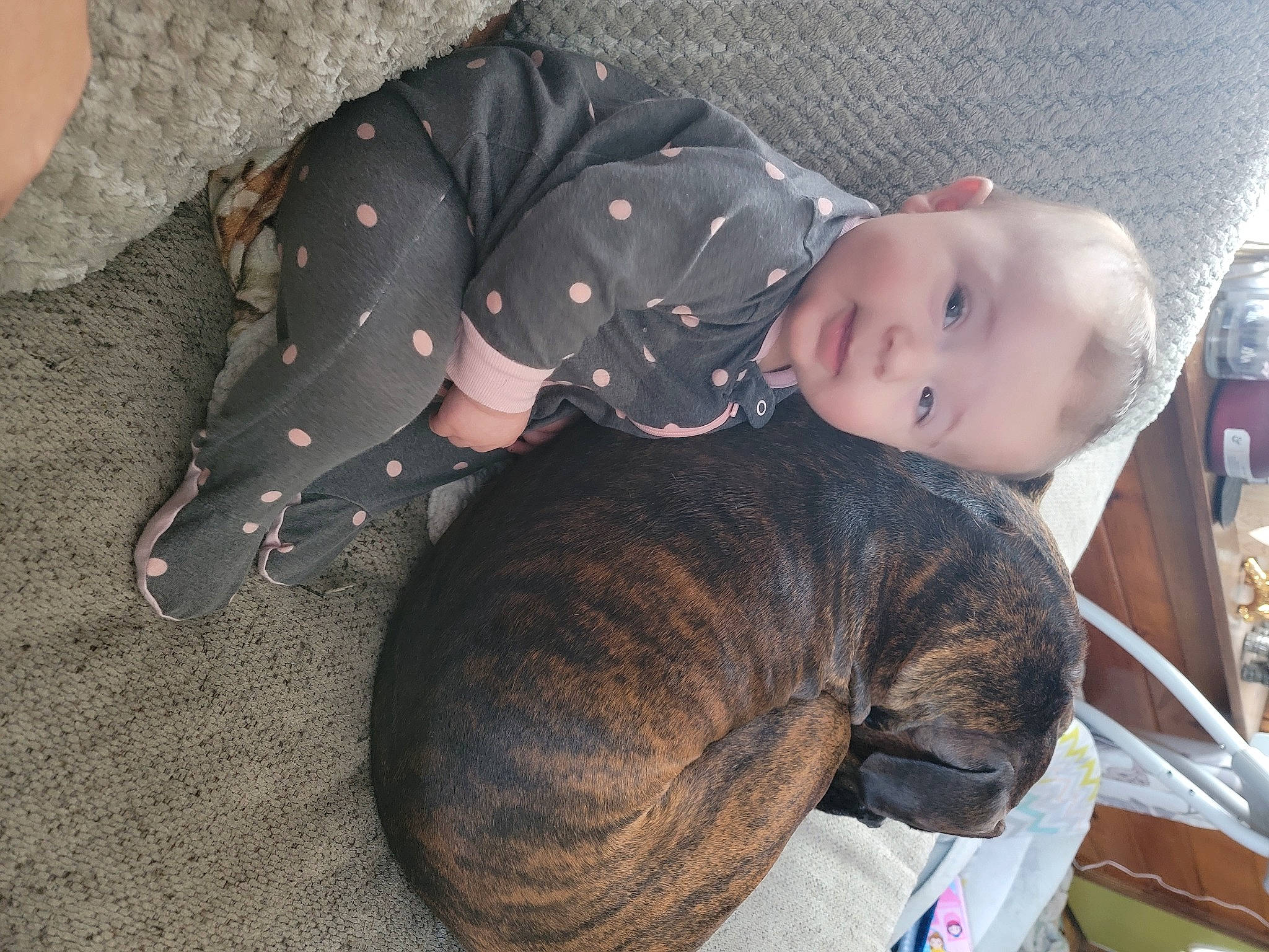 Lacey joined the competition — help win amazing prizes! baby, baby_toddler_clothing, canidae, child, comfort, dog_breed, fur, grey, nap, pattern, person, sitting, skin, sleep, sleeve, smile, sporting_group, toddler, tree