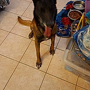 Rohff participe au concours pour gagner de l'argent avec cette photo : blanket, cabinet, dog, ears, food_bowl, indoor, kibble, messy_room, motion_blur, panting, paws, pet_bed, plastic_container, spiderman_blanket, standing, tail, tile_floor, tongue_out, toy_ball, water_bowl