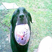 Baby joined the competition — help win amazing prizes! dog, black_dog, ball, outdoor, grass, pet, animal, toy, play, mouth, fetch, canine, nature, daylight, looking_up, person, leg, close_up, happy, friendly