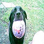 dog, black_dog, ball, outdoor, grass, pet, animal, toy, play, mouth, fetch, canine, nature, daylight, looking_up, person, leg, close_up, happy, friendly