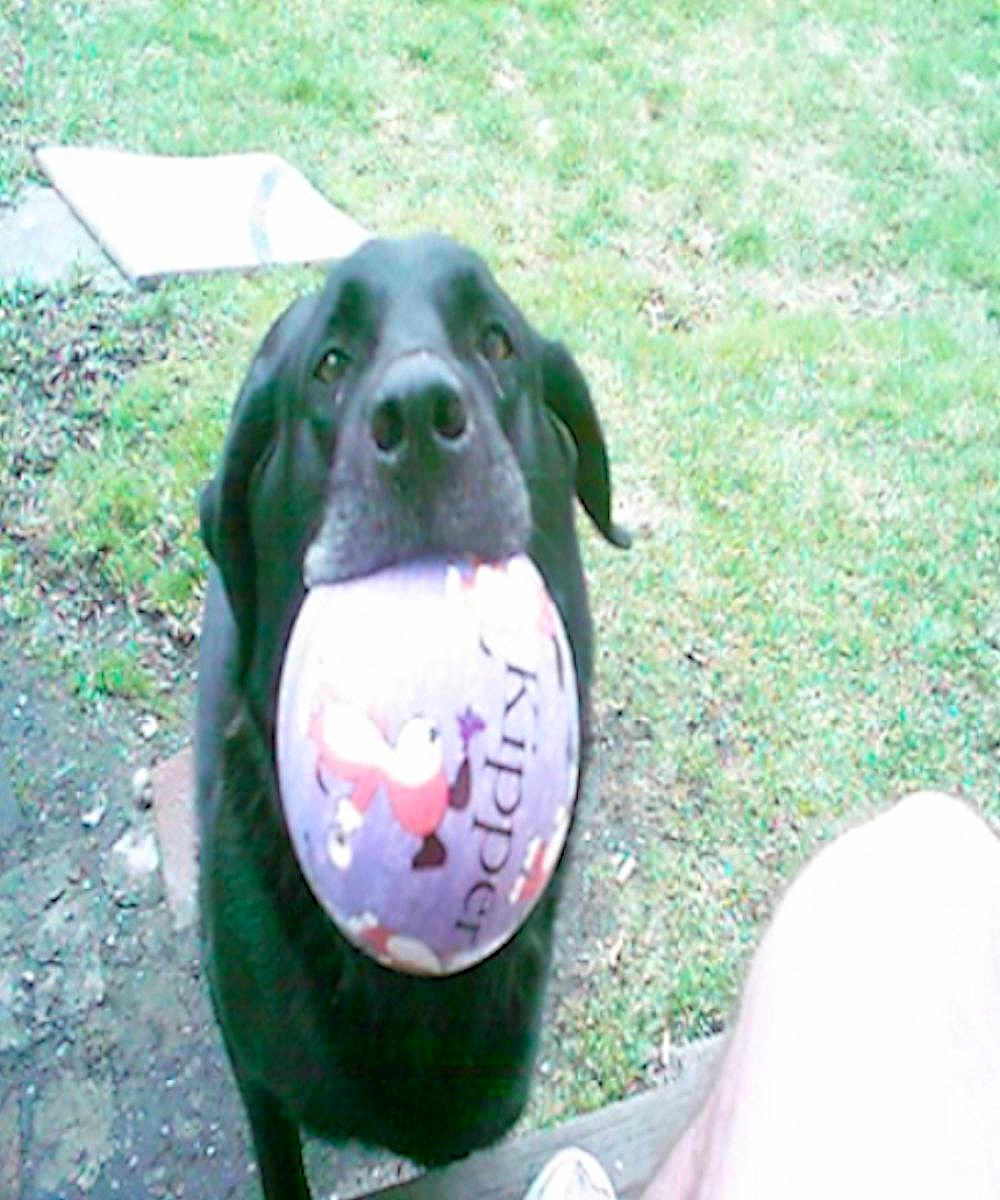 Baby joined the competition — help win amazing prizes! dog, black_dog, ball, outdoor, grass, pet, animal, toy, play, mouth, fetch, canine, nature, daylight, looking_up, person, leg, close_up, happy, friendly