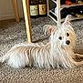 animal, carpet, cozy, curious, dog, domestic, ears, floor, fur, home_interior, indoor, long_hair, lying_down, pet, relaxed, tail, white_dog, wine_bottles, wine_rack, wooden_furniture