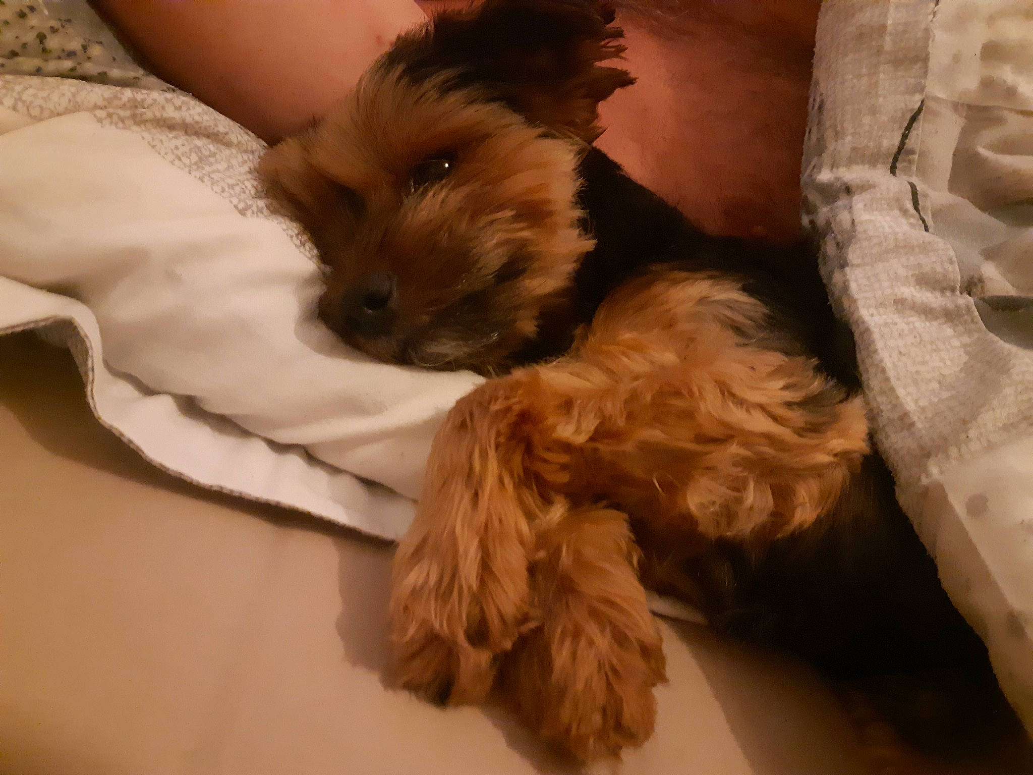 Memphis participe au concours pour gagner de l'argent avec cette photo : canidae, carnivore, comfort, companion_dog, dog, dog_breed, dog_supply, fawn, fur, liver, pet_supply, puppy_love, small_terrier, snout, sporting_group, terrier, toy_dog, working_animal, yorkipoo, yorkshire_terrier