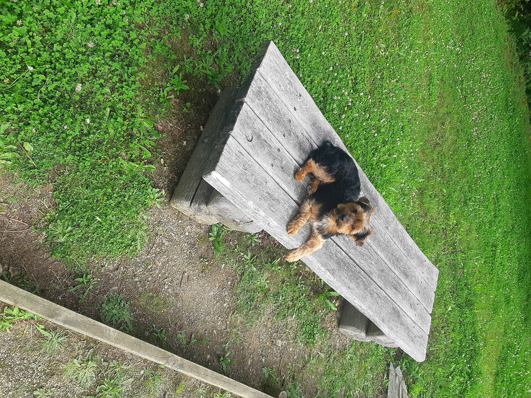 Memphis a rejoint le concours — aidez-le/la à gagner de superbes lots ! asphalt, carnivore, companion_dog, dog, dog_breed, fawn, flooring, grass, grass_family, groundcover, landscape, lawn, leisure, people_in_nature, plant, road_surface, sidewalk, tail, toy_dog, wood