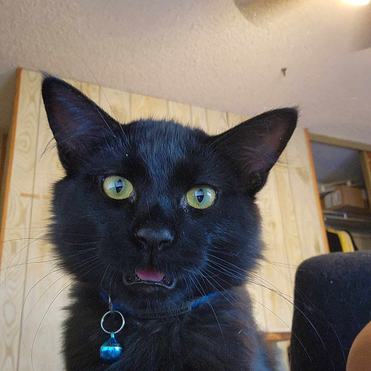 Winterstorm Adonis joined the competition — help win amazing prizes! accessories, animal, architecture, blackcat, building, cat, collar, couch, furniture, indoors, jewelry, lighting, livingroom, manx, necklace, person, pet, plywood, strap, wood