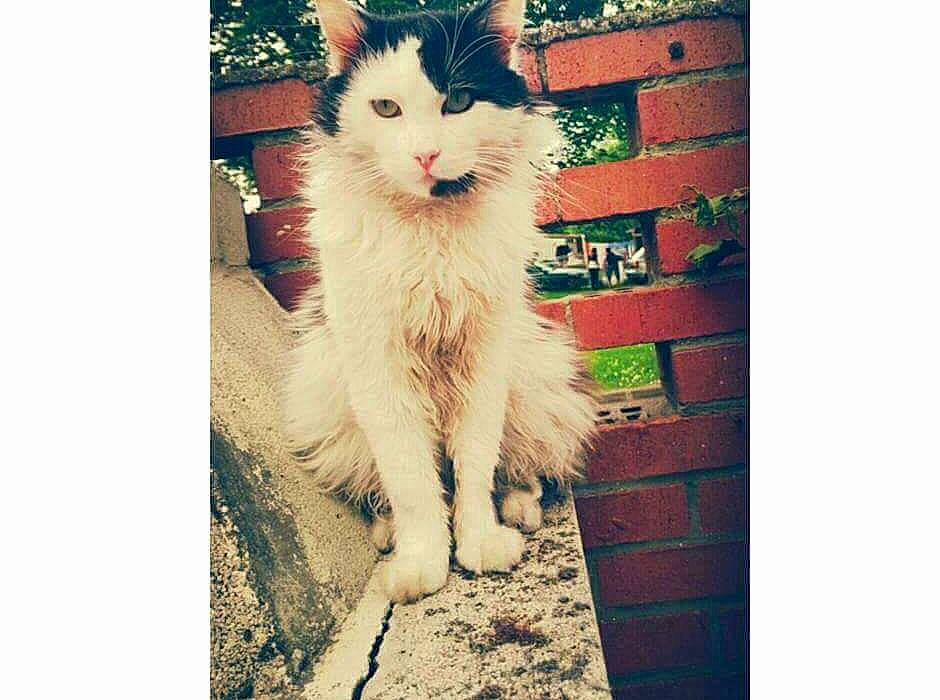 Barbichette participe au concours pour gagner de l'argent avec cette photo : border_collie, canidae, canis, carnivore, cat, dog, dog_breed, mammal, puppy, siberian_husky, square, vertebrate