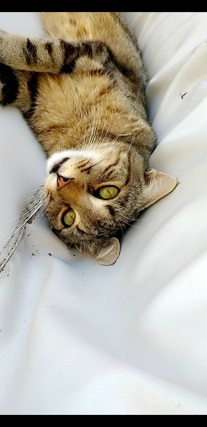 Sangha participe au concours pour gagner de l'argent avec cette photo : aegean_cat, american_shorthair, asian, australian_mist, carnivore, cat, domestic_short_haired_cat, dragon_li, egyptian_mau, european_shorthair, eye, felidae, fur, kitten, ocicat, pixie_bob, small_to_medium_sized_cats, snout, tabby_cat, whiskers