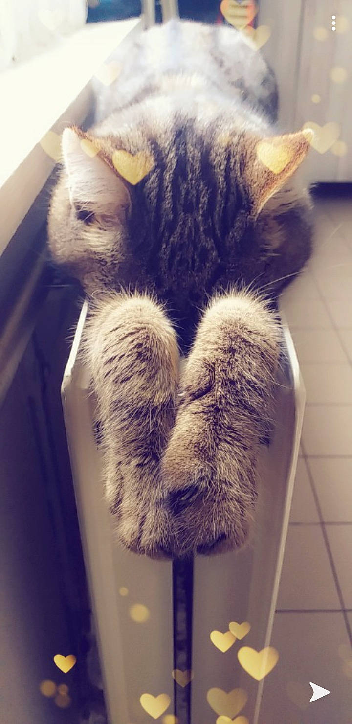 Sangha a rejoint le concours — aidez-le/la à gagner de superbes lots ! carnivore, cat, claw, domestic_short_haired_cat, ear, european_shorthair, felidae, fur, kitten, paw, polydactyl_cat, skin, small_to_medium_sized_cats, snout, tabby_cat, tail, whiskers