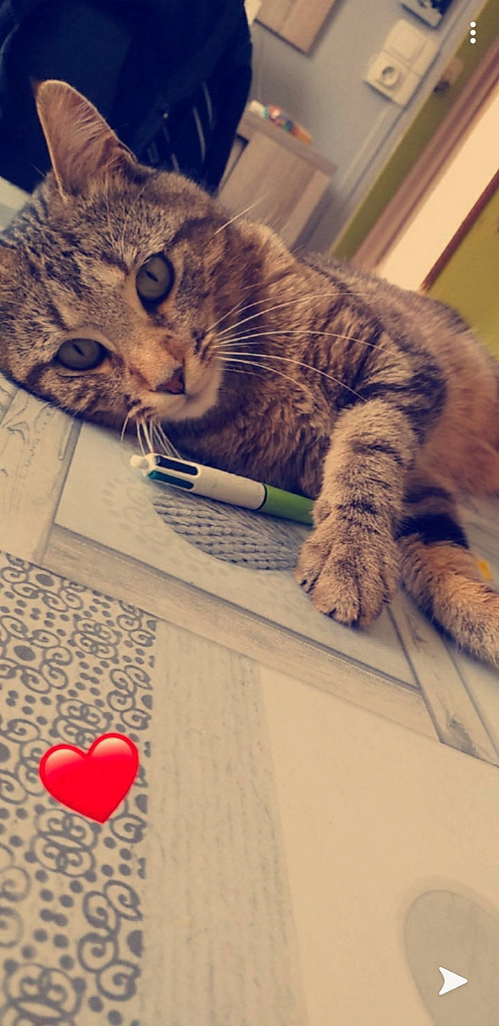 Sangha participe au concours pour gagner de l'argent avec cette photo : american_shorthair, asian, california_spangled, carnivore, cat, domestic_short_haired_cat, dragon_li, ear, european_shorthair, felidae, flooring, fur, kitten, ocicat, paw, pixie_bob, polydactyl_cat, small_to_medium_sized_cats, tabby_cat, whiskers