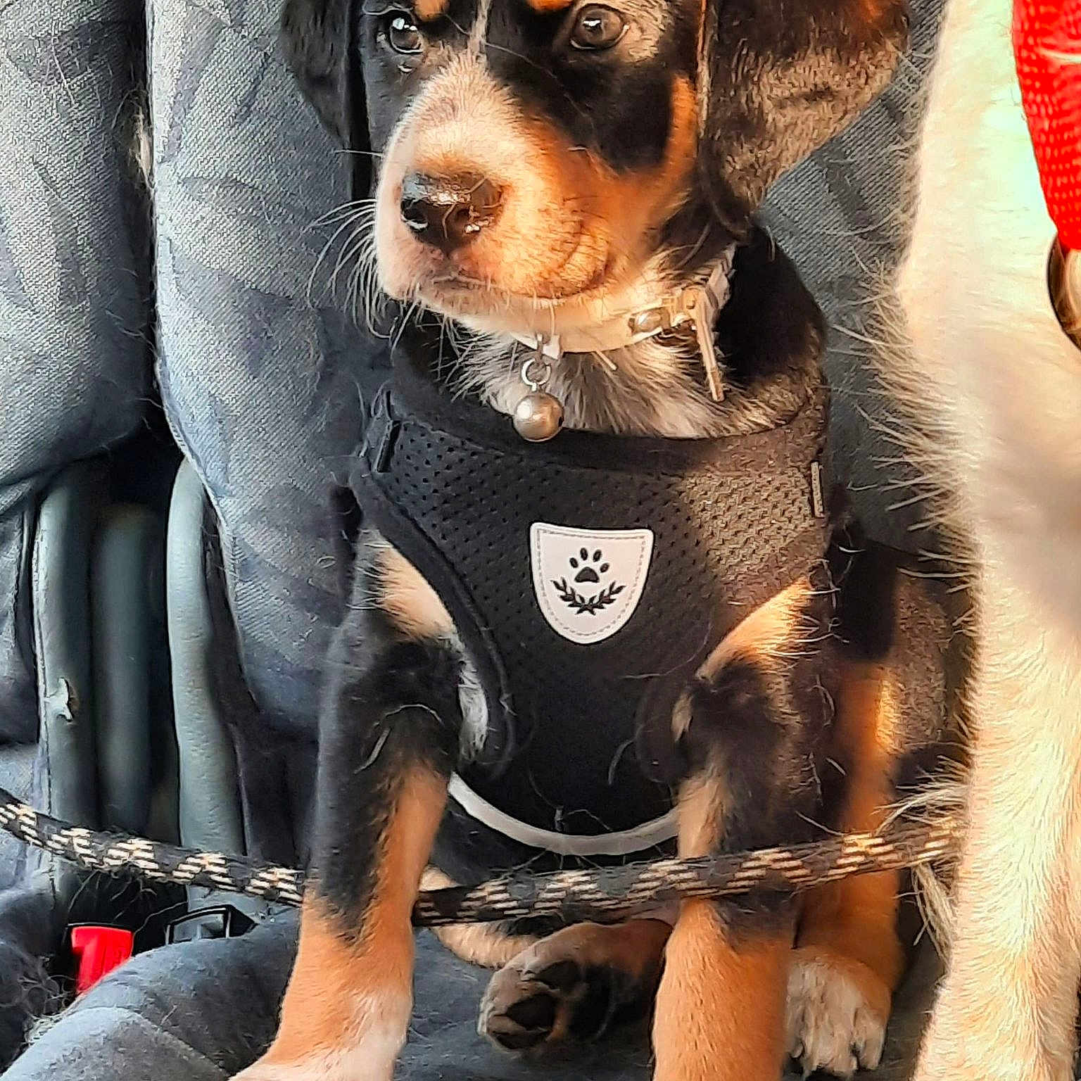 Maoh a rejoint le concours — aidez-le/la à gagner de superbes lots ! animal, ball, beagle, canine, car, car_interior, couch, dog, football, furniture, hound, pet, policedog, puppy, racket, soccer, soccerball, sport, tennis, tennisracket