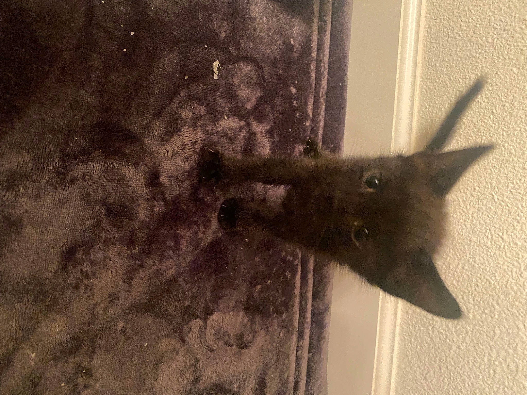 Crybaby joined the competition — help win amazing prizes! black_cat, brown, carnivore, cat, domestic_short_haired_cat, felidae, flooring, fur, grey, shadow, small_to_medium_sized_cats, snout, tail, tints_and_shades, whiskers, window, wood