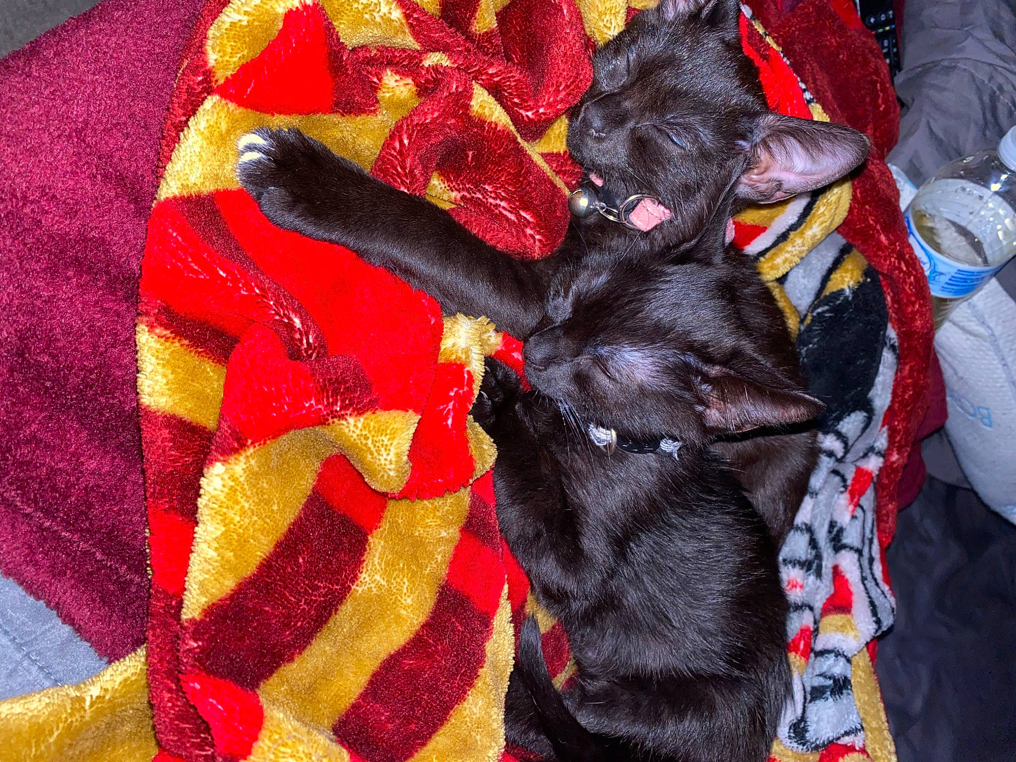 Crybaby joined the competition — help win amazing prizes! blanket, canidae, carmine, carnivore, comfort, companion_dog, dog, dog_breed, dog_supply, fawn, fur, linens, magenta, pattern, plaid, red, sleeve, sporting_group, tartan, textile