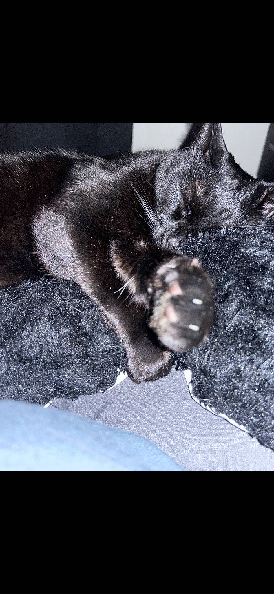 Crybaby joined the competition — help win amazing prizes! black_cat, bombay, carnivore, cat, claw, comfort, domestic_short_haired_cat, felidae, fur, gesture, grey, monochrome, monochrome_photography, paw, plant, small_to_medium_sized_cats, snout, stock_photography, tail, whiskers