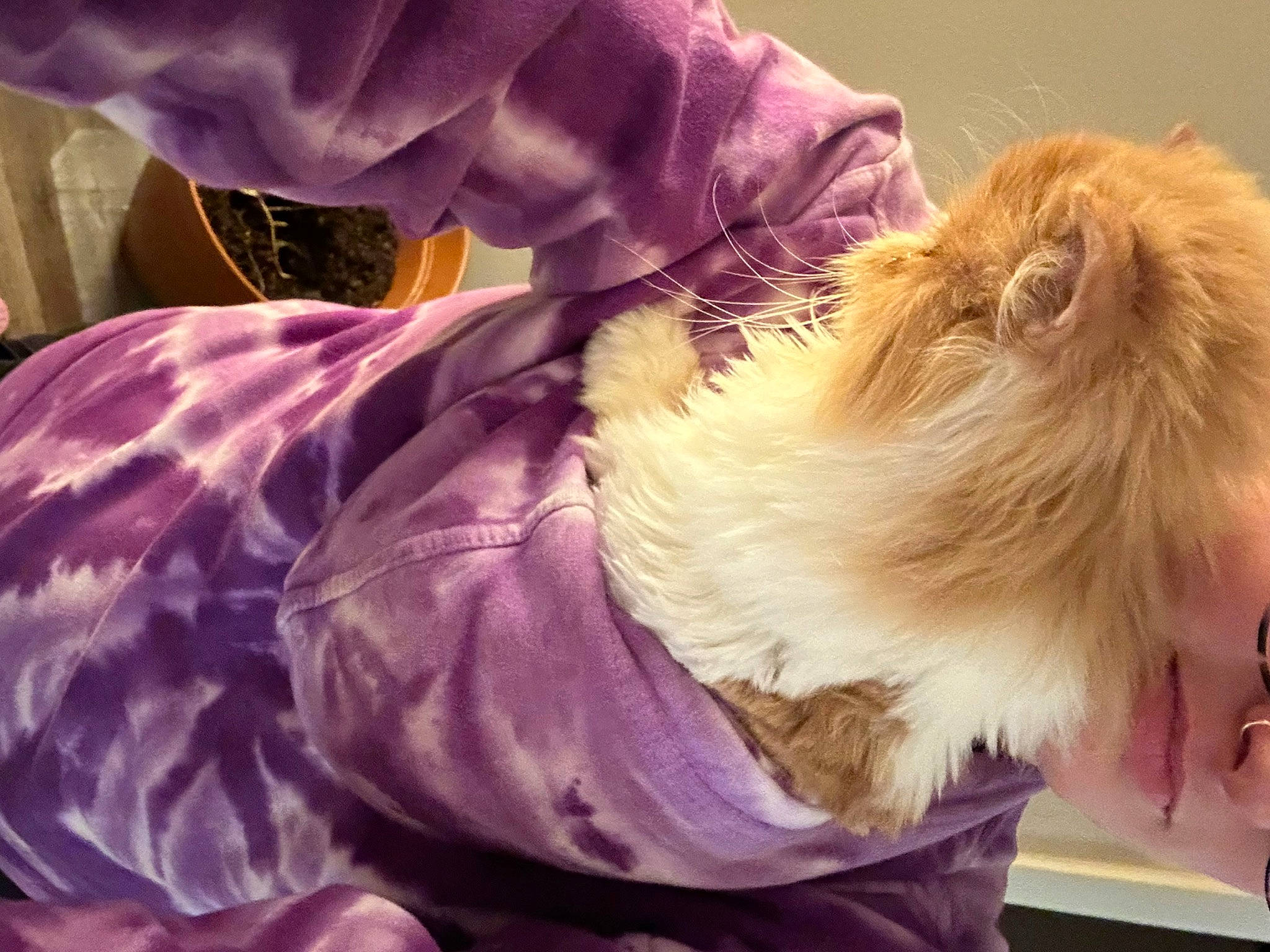 Beau is registered to the contest to win money with this photo: companion_dog, dog, dog_breed, dog_clothes, fashion_accessory, feather, felidae, fur, liver, magenta, personal_protective_equipment, pomeranian, purple, sleeve, small_terrier, small_to_medium_sized_cats, spitz, terrier, toy_dog, whiskers