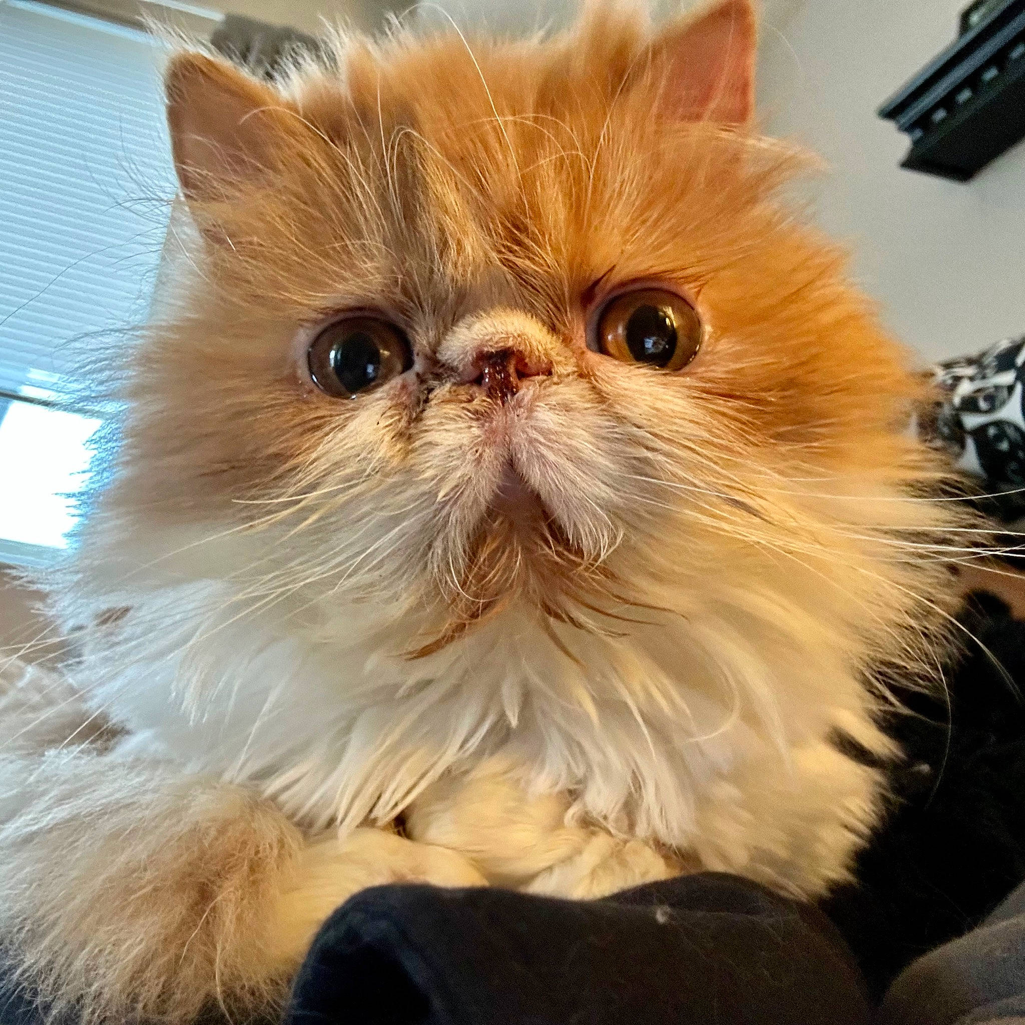 Beau joined the competition — help win amazing prizes! carnivore, cat, fawn, felidae, fur, persian, small_to_medium_sized_cats, snout, terrestrial_animal, whiskers