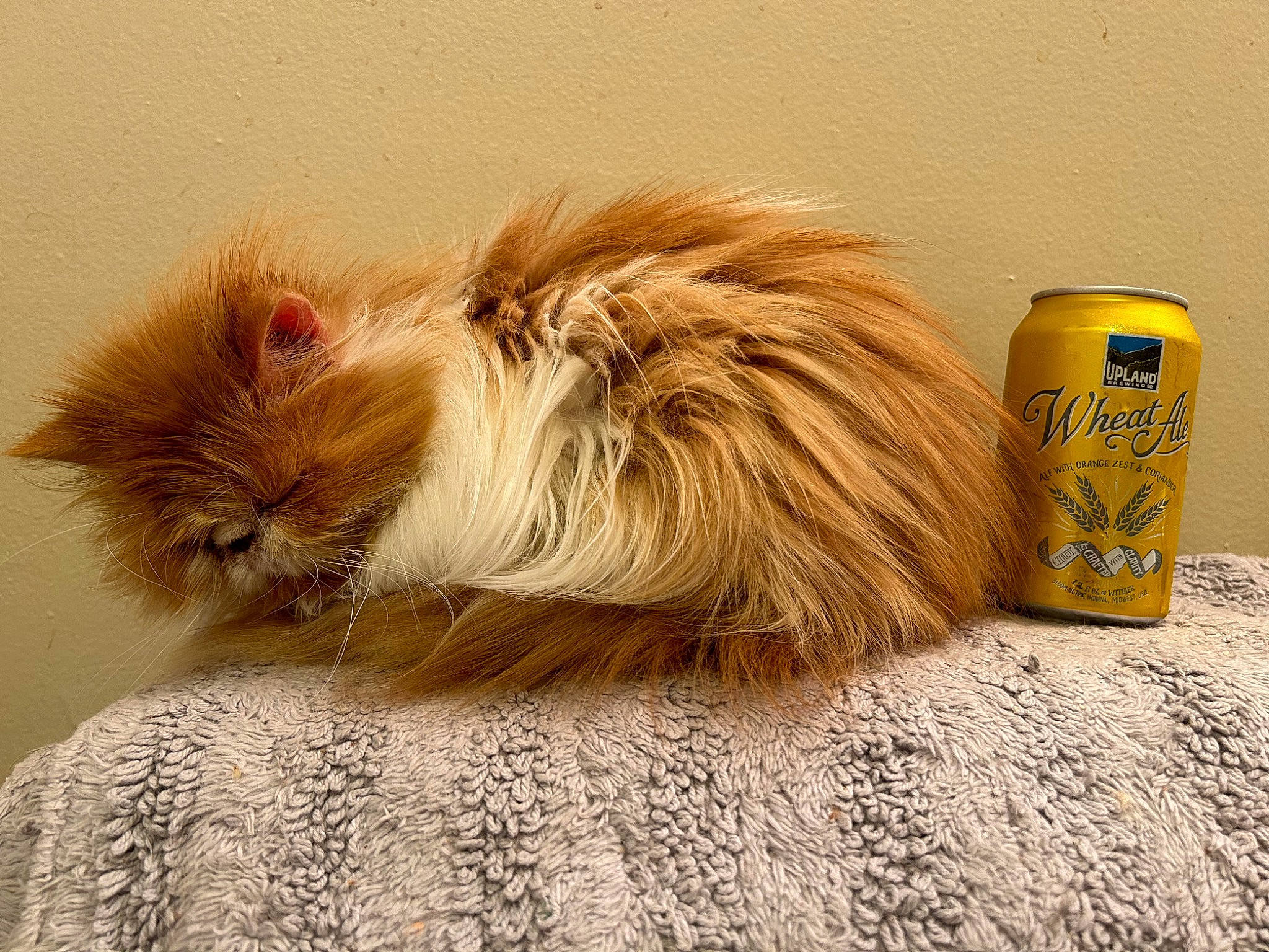 Beau joined the competition — help win amazing prizes! aluminum_can, beverage_can, canidae, cat, claw, comfort, companion_dog, fashion_accessory, fawn, felidae, flooring, fur, liver, paw, small_to_medium_sized_cats, tail, terrestrial_animal, tin, tin_can, whiskers