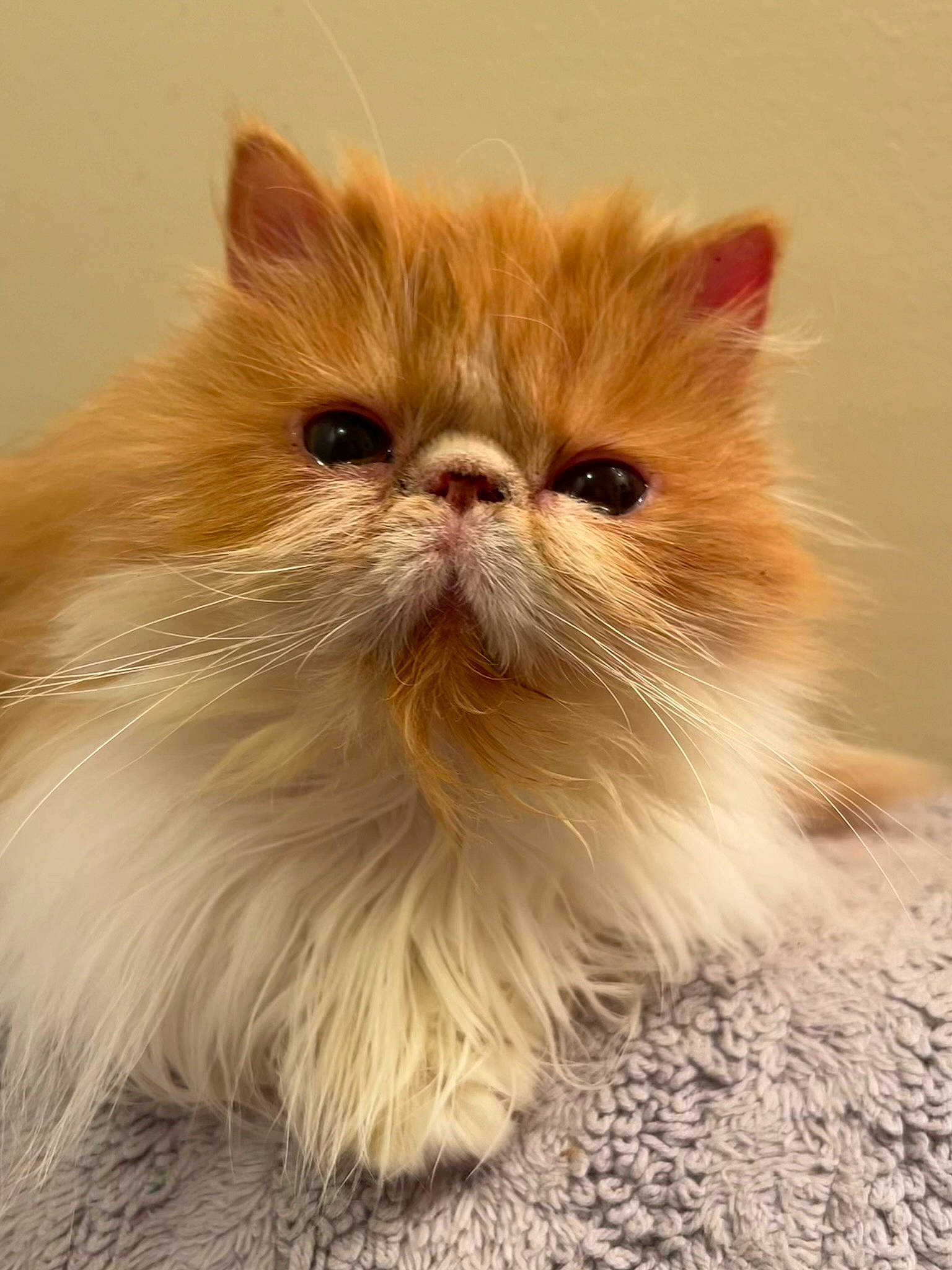 Beau joined the competition — help win amazing prizes! carnivore, cat, close_up, fawn, felidae, fur, natural_material, persian, plant, small_to_medium_sized_cats, snout, staple_food, whiskers