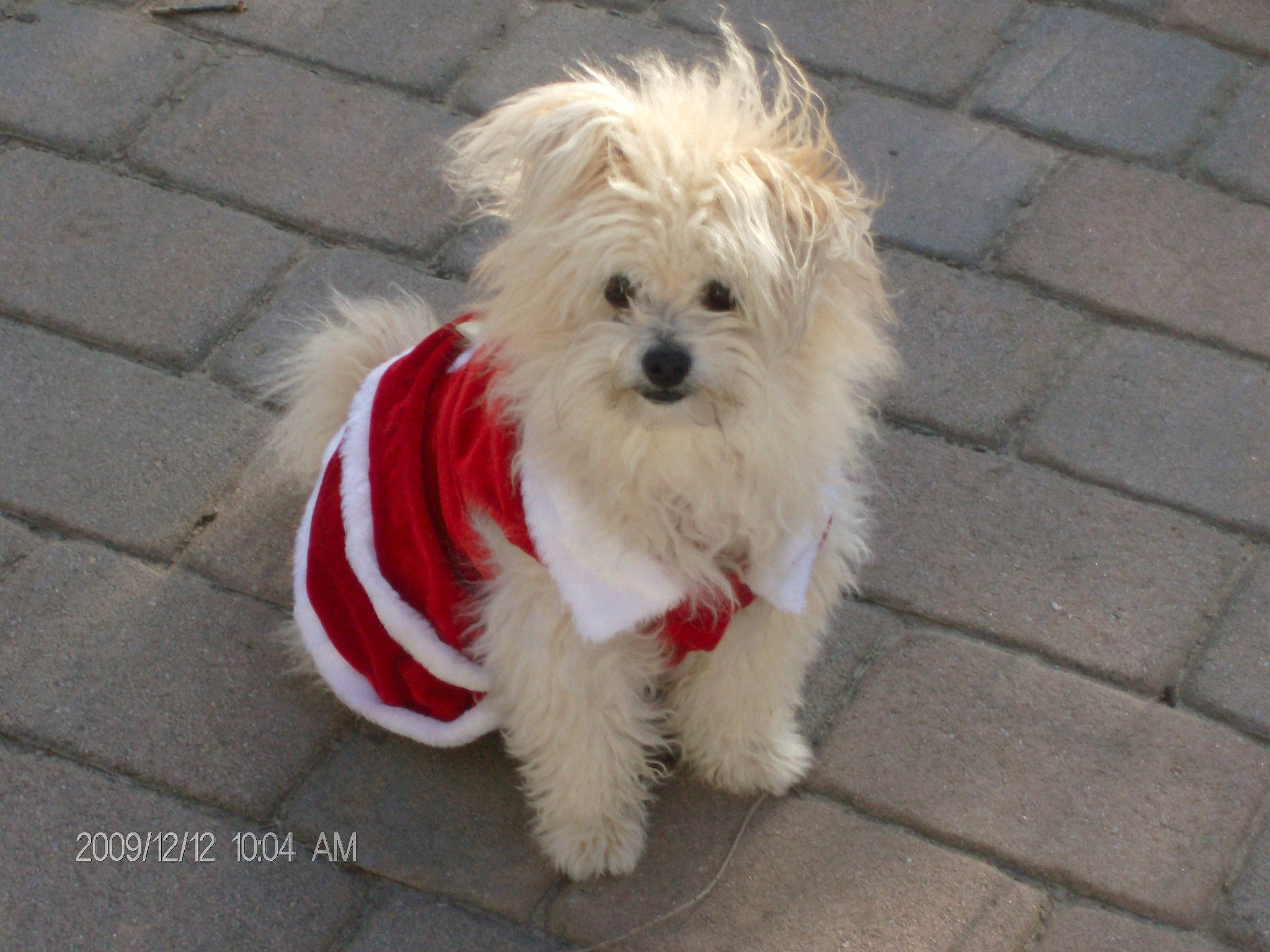 Fluffy is registered to the contest to win money with this photo: canidae, carnivore, collar, companion_dog, dog, dog_breed, dog_clothes, dog_collar, dog_supply, fur, maltepoo, pet_supply, puppy, small_terrier, snout, terrier, tongue, toy_dog, vertebrate, working_animal