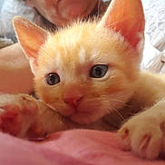 Malo participe au concours pour gagner de l'argent avec cette photo : animal, blurred_background, cat, close_up, curious, cute, feline, fur, indoor, kitten, mammal, orange_cat, paw, person, pet, pink, resting, soft, whiskers, young
