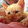 animal, blurred_background, cat, close_up, curious, cute, feline, fur, indoor, kitten, mammal, orange_cat, paw, person, pet, pink, resting, soft, whiskers, young