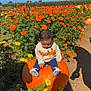 toddler, pumpkin, flowers, marigolds, orange, yellow, sweater, jeans, shoes, outdoor, field, plants, sunlight, shadow, nature, child, autumn, garden, greenery, blue_sky