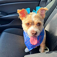 Jakey is registered to the contest to win money with this photo: dog, small_dog, pet, car_interior, car_seat, bandana, blue_bandana, ribbon, blue_ribbon, tongue_out, happy, sunlight, ears, fur, close_up, portrait, animal, cute, companion, indoor