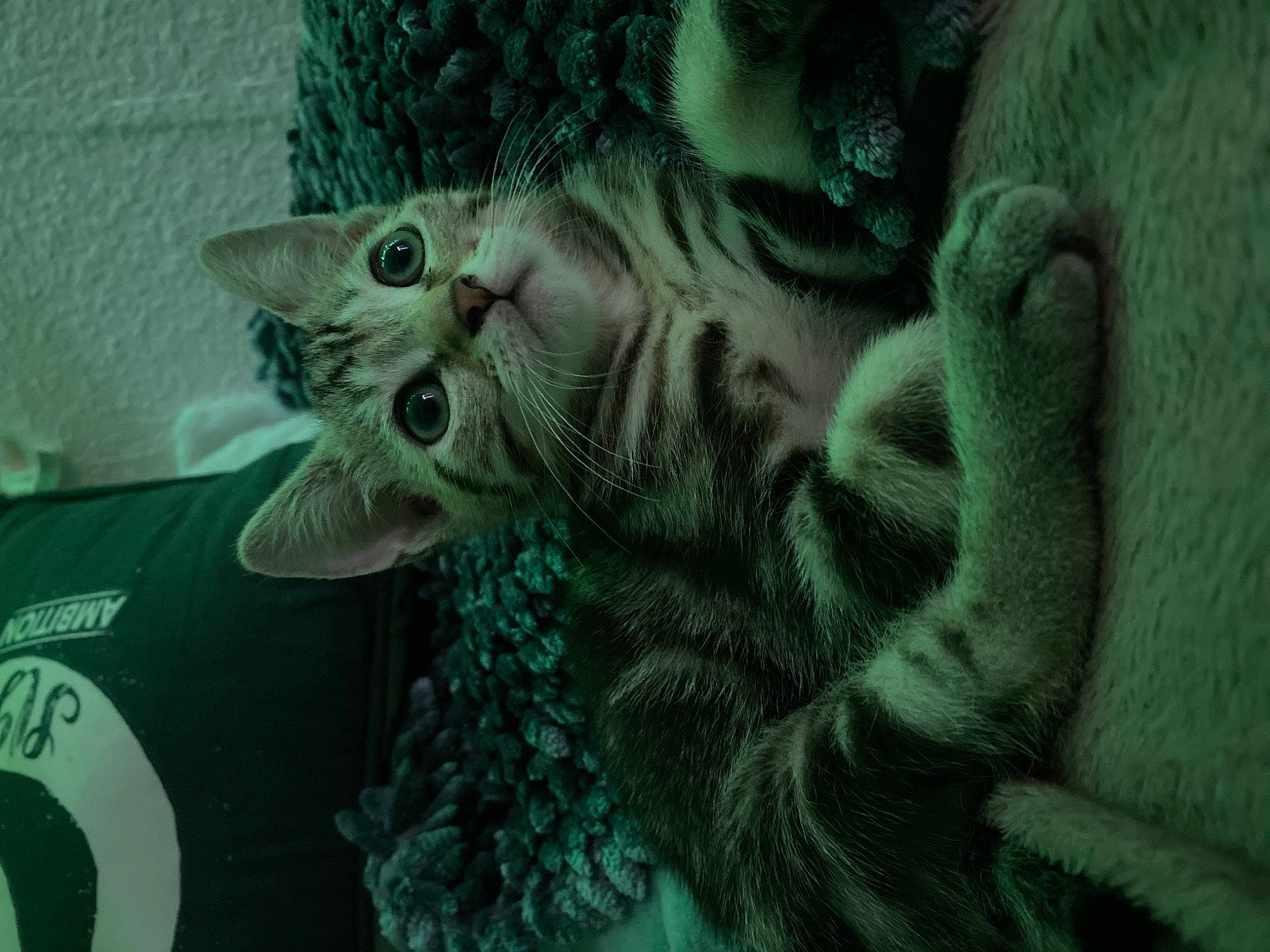 Obi-wan participe au concours pour gagner de l'argent avec cette photo : carnivore, cat, claw, domestic_short_haired_cat, felidae, fur, jaw, logo, mammal, organism, pattern, paw, small_to_medium_sized_cats, snout, tail, terrestrial_animal, whiskers, wildlife