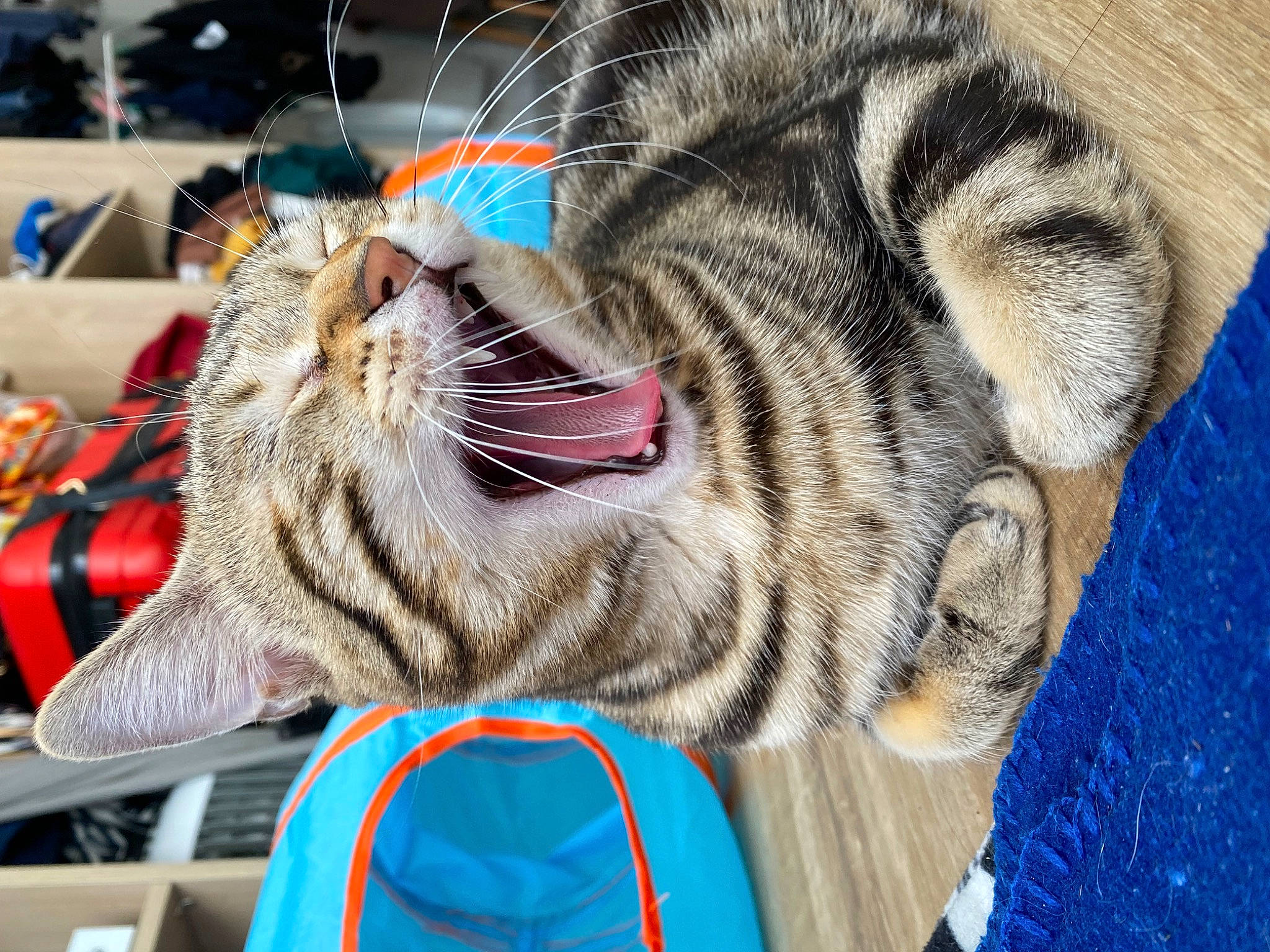 Obi-wan a rejoint le concours — aidez-le/la à gagner de superbes lots ! blue, carnivore, cat, claw, domestic_short_haired_cat, eye, fang, felidae, foot, fur, head, human_body, jaw, leg, paw, small_to_medium_sized_cats, snout, terrestrial_animal, whiskers, yawn