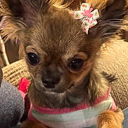 Tobi joined the competition — help win amazing prizes! dog, chihuahua, puppy, pet, close_up, portrait, bow, hairbow, sweater, paw, ears, fur, eyes, nose, cute, small_dog, indoor, couch, jeans, blanket