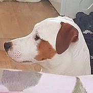 Myjack a rejoint le concours — aidez-le/la à gagner de superbes lots ! dog, side_profile, white_dog, brown_patch, ear, face, pet, canine, indoors, wooden_floor, household, animal, looking, domestic, fur, muzzle, snout, closeup, background, soft_focus