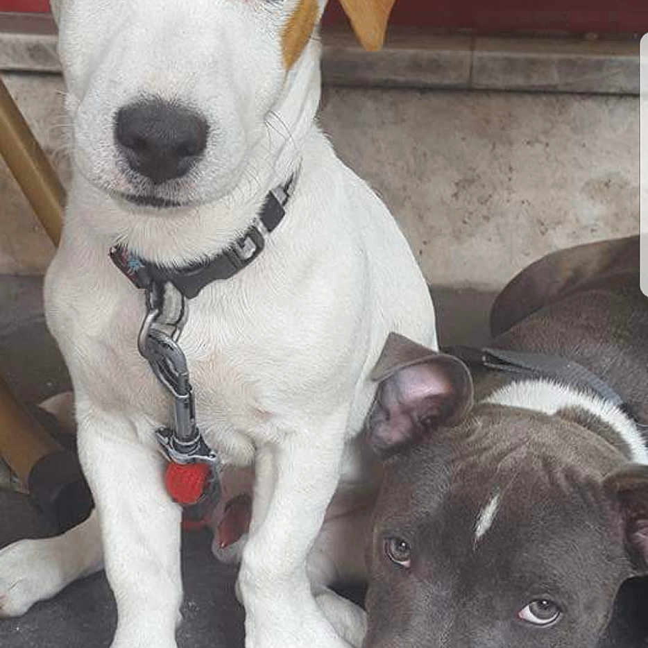 Myjack a rejoint le concours — aidez-le/la à gagner de superbes lots ! dog, puppy, white_dog, brown_ear, black_dog, resting, sitting, collar, pet, animal, cute, companion, floor, indoor, portrait, young, two_puppies, expression, friendship, domestic_animal