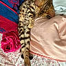 Simba is registered to the contest to win money with this photo: animal, bed, blanket, cat, comfort, cozy, cute, feline, floral_sheet, fur, indoors, pattern, paw, pet, relaxed, resting, sleeping, soft_textile, spotted_cat, striped_cat