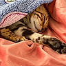 Simba joined the competition — help win amazing prizes! animal, blanket, blue_blanket, cat, close_up, coral_fabric, cozy, cute, fur, indoor, kitten, nap, paw, pet, pink_blanket, relaxed, resting, sleeping, soft_texture, striped