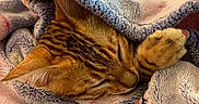 Simba joined the competition — help win amazing prizes! animal, blanket, cat, closeup, comfort, cozy, cute, domestic, feline, fur, indoor, paw, pet, relaxed, resting, sleeping, snuggled, soft, striped, warm