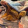 cat, sleeping, blanket, paw, cozy, fur, striped, cute, pet, resting, indoor, warm, snuggled, soft, closeup, relaxed, feline, animal, comfort, domestic