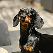 Luffy a rejoint le concours — aidez-le/la à gagner de superbes lots ! dog, dachshund, pet, indoor, canine, black, brown, ears, fur, portrait, animal, cute, looking_up, sunlight, shadow, sitting, short_hair, companion, domestic, small_dog