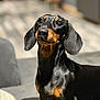 dog, dachshund, pet, indoor, canine, black, brown, ears, fur, portrait, animal, cute, looking_up, sunlight, shadow, sitting, short_hair, companion, domestic, small_dog