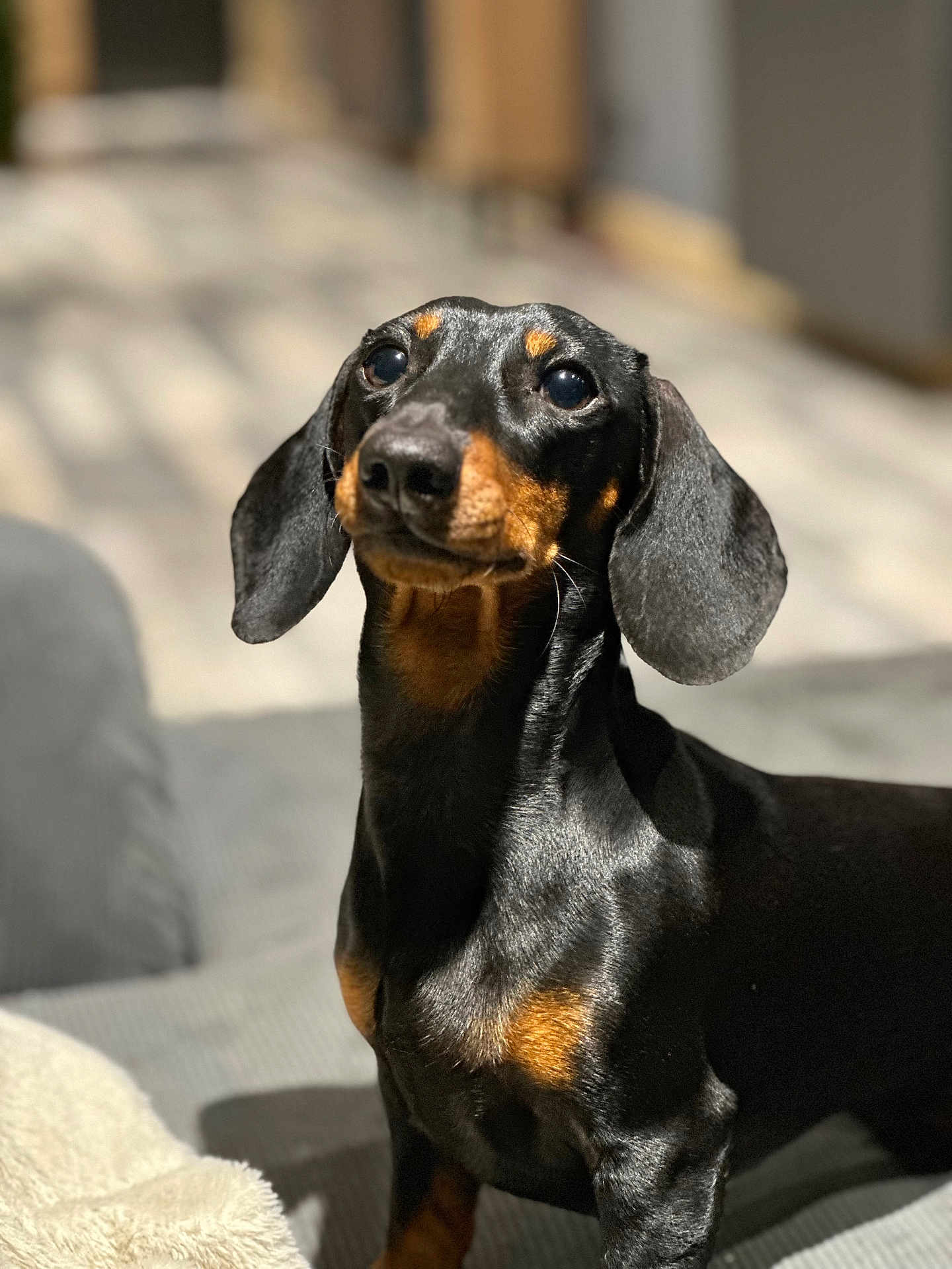 Luffy a rejoint le concours — aidez-le/la à gagner de superbes lots ! dog, dachshund, pet, indoor, canine, black, brown, ears, fur, portrait, animal, cute, looking_up, sunlight, shadow, sitting, short_hair, companion, domestic, small_dog
