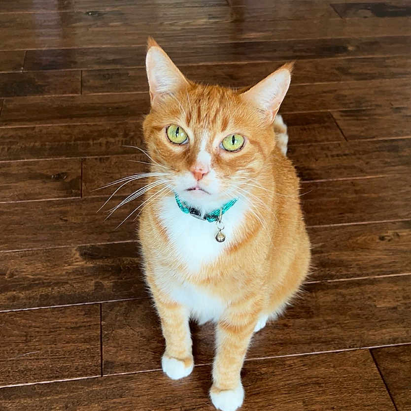 Charlie Dickens is registered to the contest to win money with this photo: animal, bell, cat, closeup, collar, curious, domestic_animal, ears, feline, flooring, fur, green_eyes, home, indoor, looking_up, orange_tabby, pet, sitting, whiskers, wooden_floor